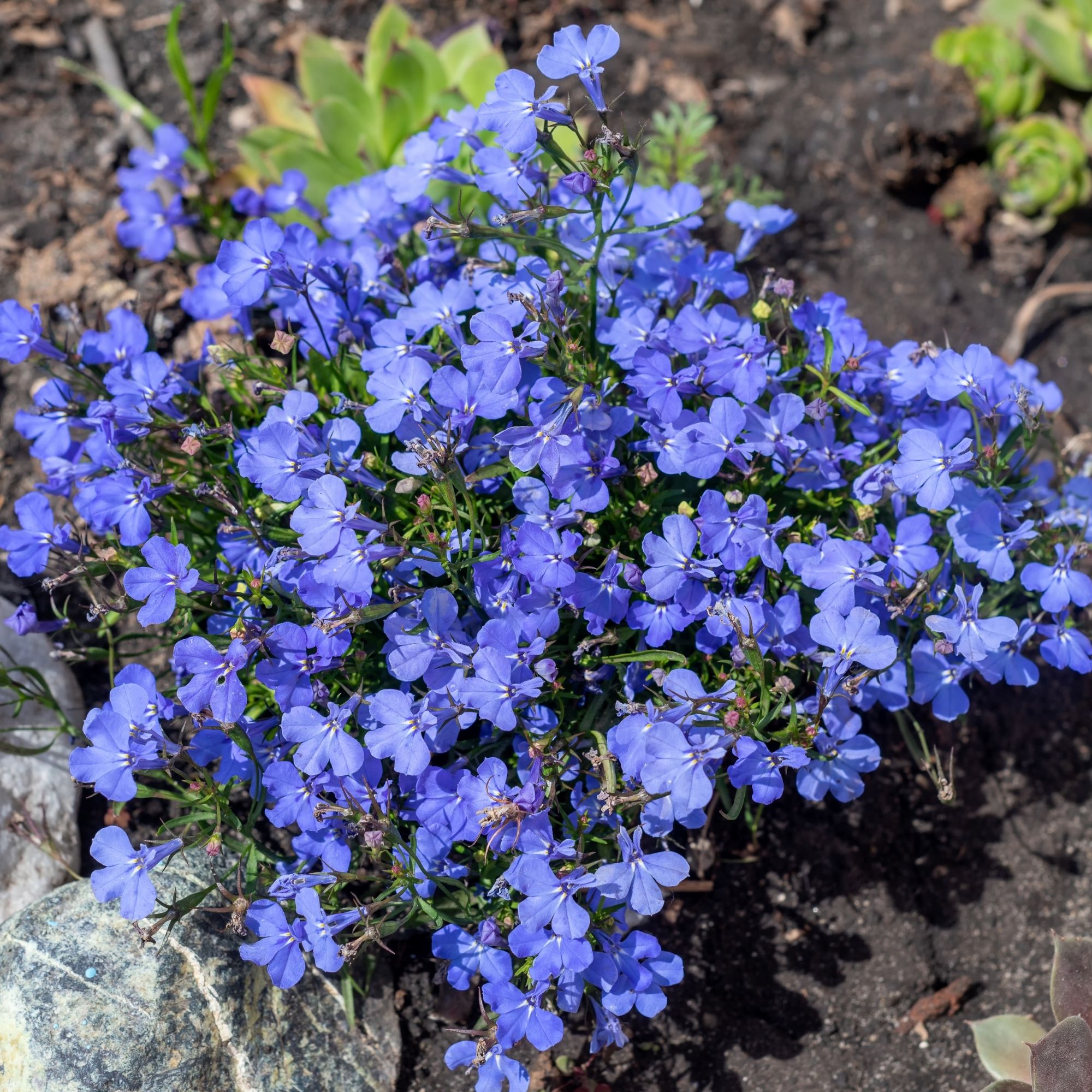Lobelia Flower Garden Seeds - Cambridge Blue - 100 Mg Packet ~1500 Seeds - Upright, Annual Flower Gardening Seed - Lobelia erinu